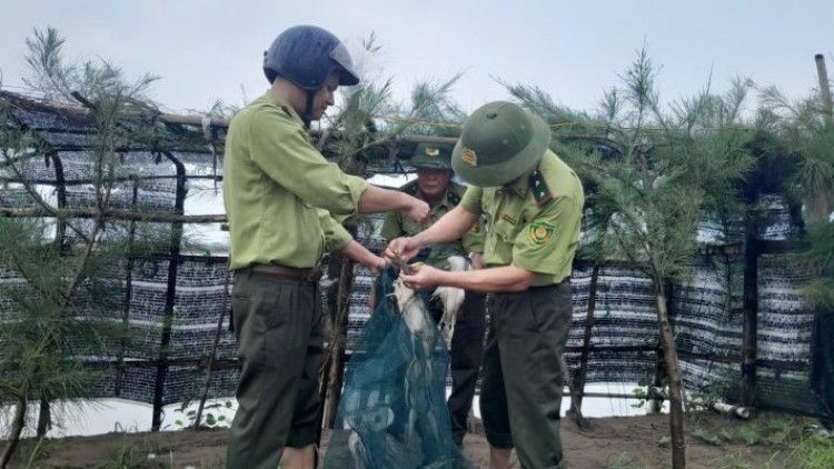 Cục Lâm nghiệp và Kiểm lâm tăng cường đấu tranh, xử lý các hành vi liên quan đến động vật hoang dã