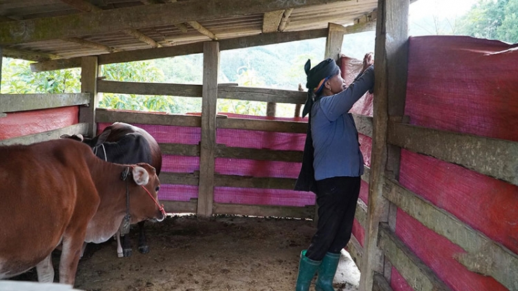 Chủ động phòng chống rét cho đàn vật nuôi (08/12/2025)