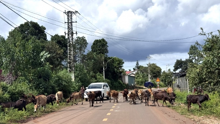 Gia Lai: Thoát nghèo từ ứng dụng công nghệ số vào sản xuất 