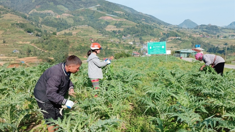 Lào Cai: Bỏ thuốc lá, trồng dược liệu