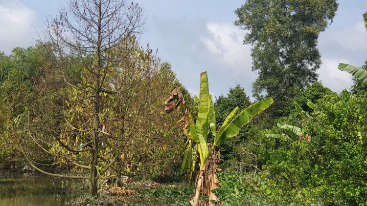 Lãnh đạo Cần Thơ yêu cầu các xã khẩn trương thống kê thiệt hại do thiên tai để hỗ trợ người dân