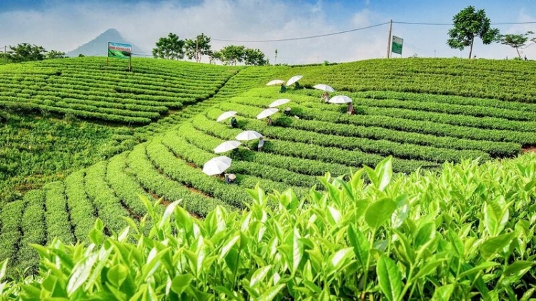 Thái Nguyên - Sản xuất chè an toàn, đảm bảo chất lượng sau ảnh hưởng của mưa lũ