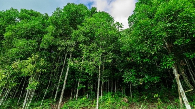 Hỗ trợ phát triển vùng dược liệu, góp phần bảo tồn các cây thuốc quý tại địa phương 