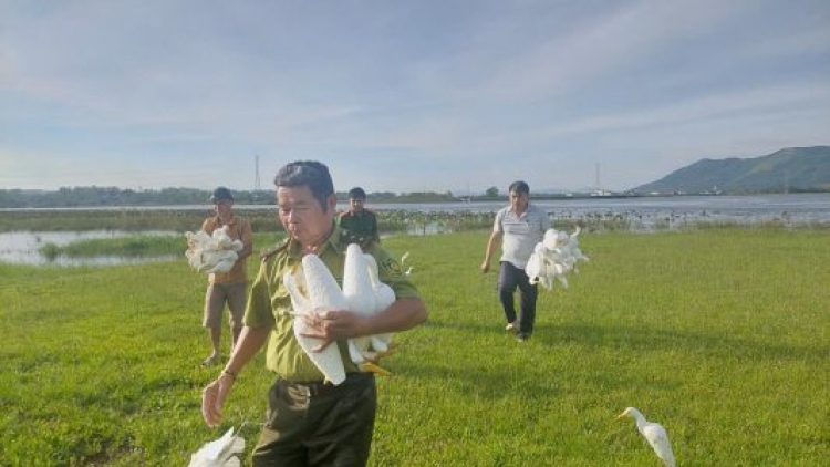 Chi cục kiểm lâm vùng II phát hiện 11 khu vực có hoạt động bẫy chim trái phép