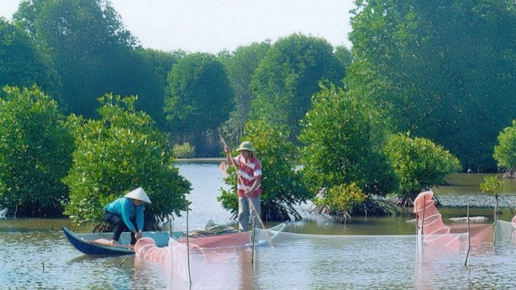 Phát triển bền vững mô hình cua sinh thái dưới tán rừng Cà Mau