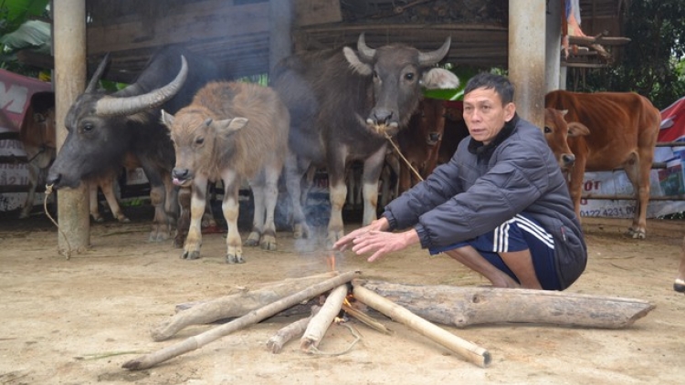 Kiến thức chăm sóc đàn gia súc gia cầm trong mùa đông 