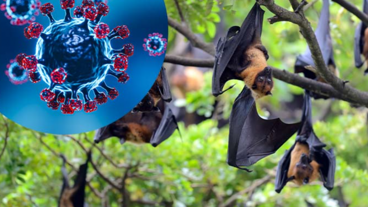 Bộ Y tế thông báo khẩn về tăng cường giám sát phòng, chống dịch bệnh do virus Nipah