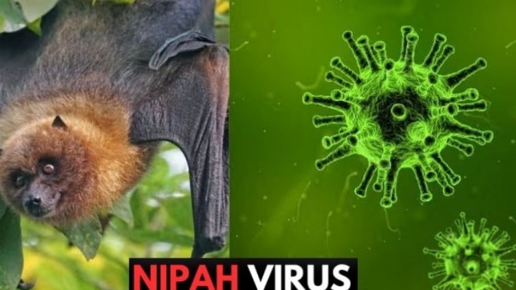 Bộ Y tế báo cáo Chính phủ về bệnh do vi rút Nipah