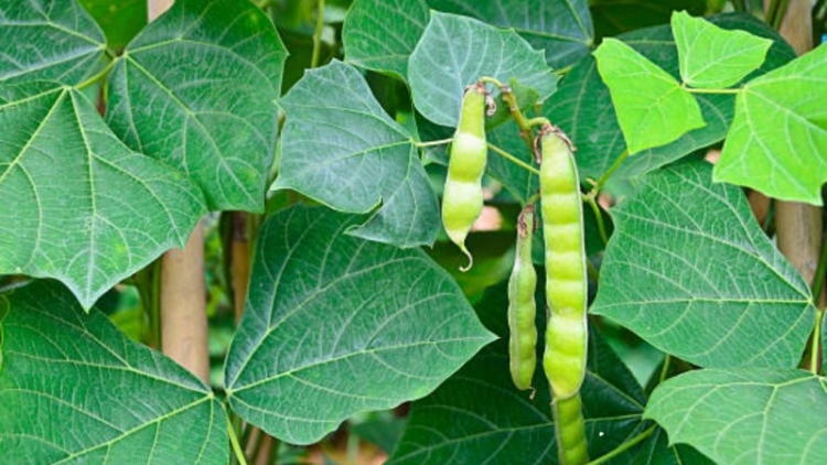 Bộ Y tế vào cuộc vụ 2 người hôn mê, 4 người cấp cứu sau khi ăn hạt quả cây củ đậu