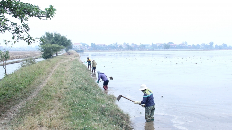 Trung du và Đồng bằng Bắc bộ: sẵn sàng lấy nước đổ ải ngay trong đợt 1 gieo cấy vụ Đông xuân 2025-2026