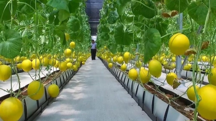 Đưa khoa học kỹ thuật vào sản xuất giúp đồng bào thoát nghèo