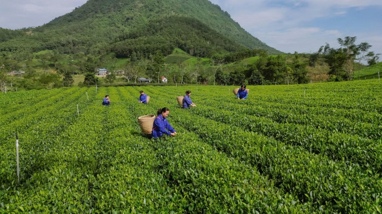 Chế biến sâu: Chìa khóa nâng tầm giá trị nông sản (14/01/2026)