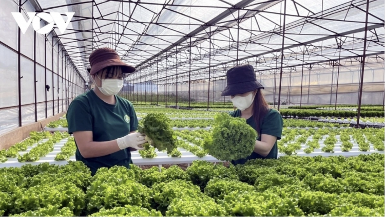 Nhiều tổ chức quốc tế đang hỗ trợ Việt Nam thích ứng biến đổi khí hậu - chuyển đổi xanh