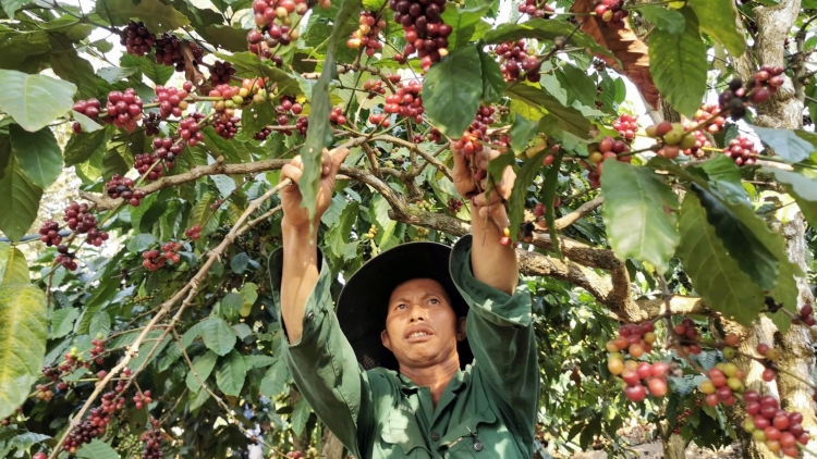 Trẻ hóa vườn cà phê để nâng cao giá trị ngành hàng (27/01/2026)