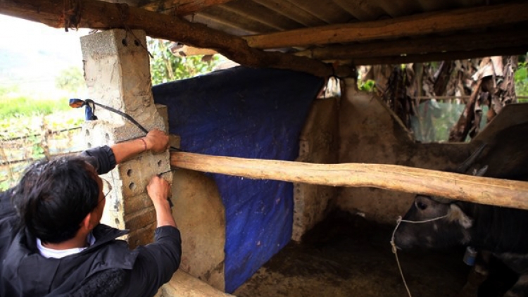 Các địa phương tập trung chăm sóc đàn vật nuôi trong giá rét.