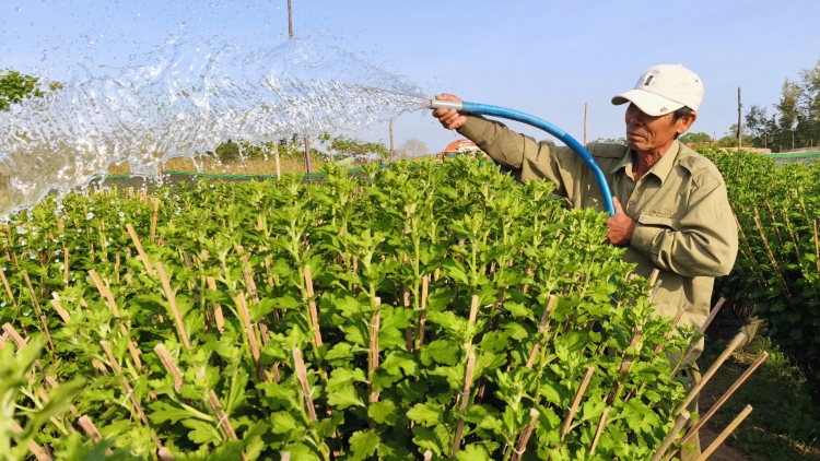 Gượng dậy sau bão lũ, làng hoa Bình Kiến, Đắk Lắk chờ đợi vụ Tết