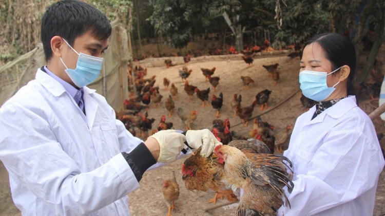 Người chăn nuôi chủ động phòng, chống cúm gia cầm (10&11/01/2026)