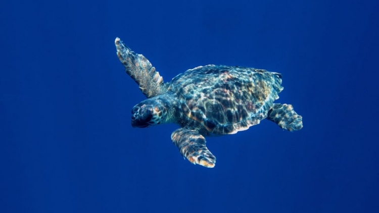 Thời sự 12h 18/1/2026: Hiệp ước Biển cả có hiệu lực, hy vọng mới cho đa dạng sinh học biển 