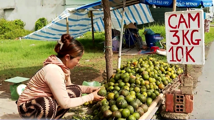 Nông dân Vĩnh Long nguy cơ “mất tết” vì giá cam sành tiếp tục chạm đáy