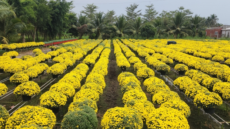   Vĩnh Long: Làng hoa Cái Mơn vào Xuân