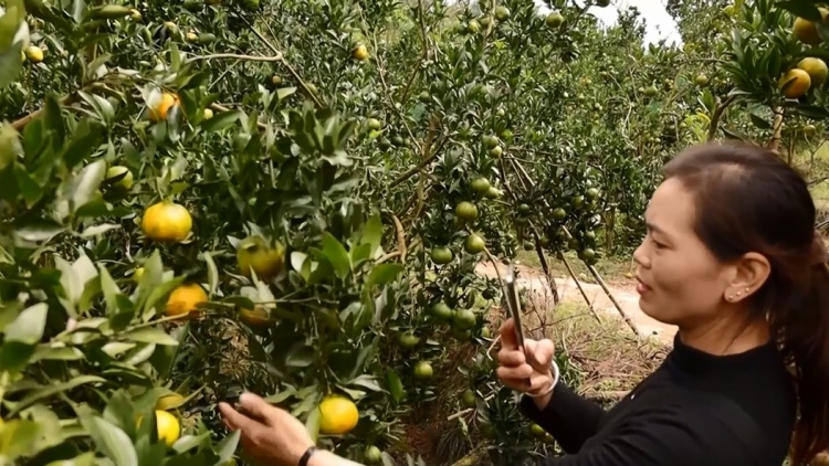 Từ nương rẫy đến nền tảng số