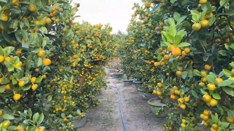 Theo dòng thời sự sáng 10/2/2026