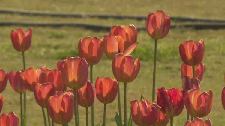 Lễ hội hoa Tulip - bữa tiệc sắc màu giữa lòng thủ đô New Delhi