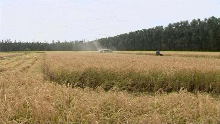 Phát hiện gen “vàng” giúp tăng năng suất lúa gạo, hạn chế phân bón