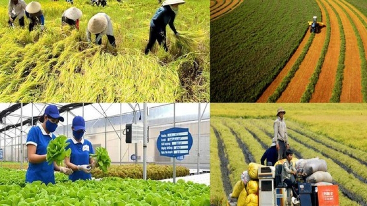 Nâng cao chất lượng nông sản Việt trước quy định của thị trường 