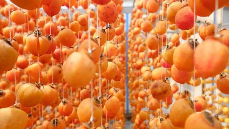 NỤ CƯỜI CỦA GIÓ