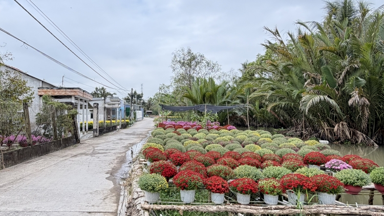  Mùa xuân ở miệt vườn Phong Điền