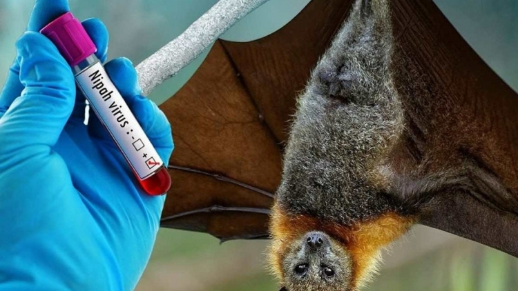 Tăng tốc nỗ lực nghiên cứu vaccine ngừa Nipah khi Ấn Độ tiếp tục ghi nhận ca nhiễm mới