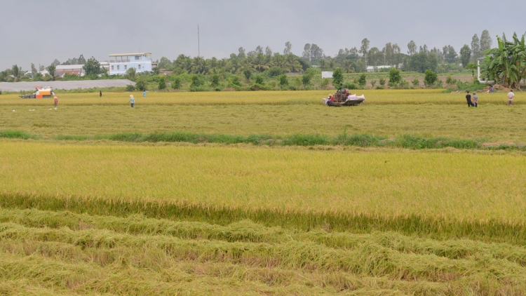 Nâng tầm vị thế nông sản vùng ĐBSCL trong hội nhập quốc tế
