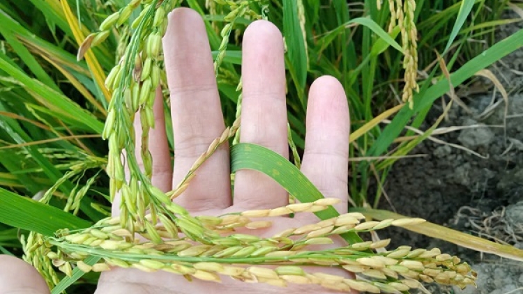 Đề án 1 triệu hecta, con đường để ngành lúa gạo phát triển bền vững (09/03/2026)