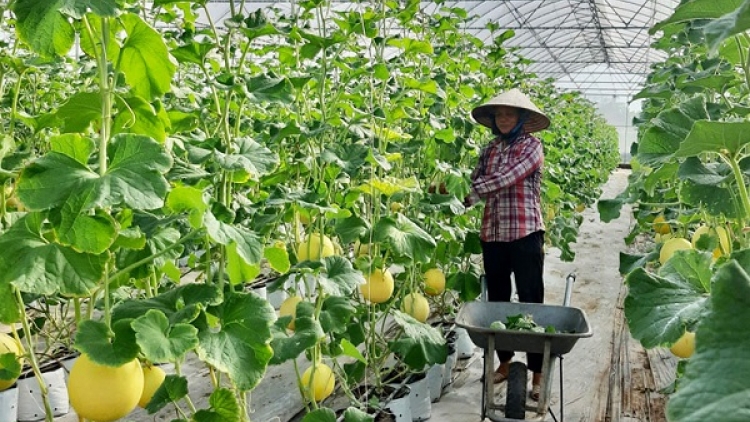 Đẩy mạnh liên kết chuỗi, gia tăng giá trị nông sản (13/03/2026)