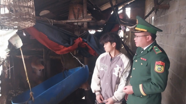 Bộ đội Biên phòng tỉnh Tuyên Quang giúp dân nghèo sinh kế từ bò giống