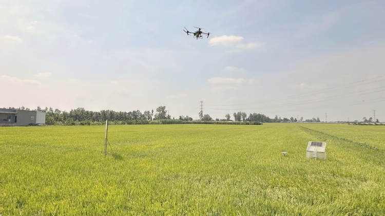 Sản xuất nông nghiệp vượt khó trước ảnh hưởng của chiến sự ở Trung Đông