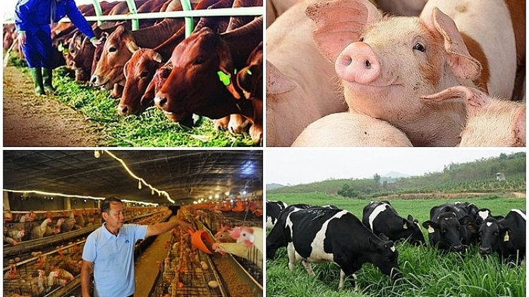 Từ sức ép thị trường đến yêu cầu đổi mới ngành chăn nuôi