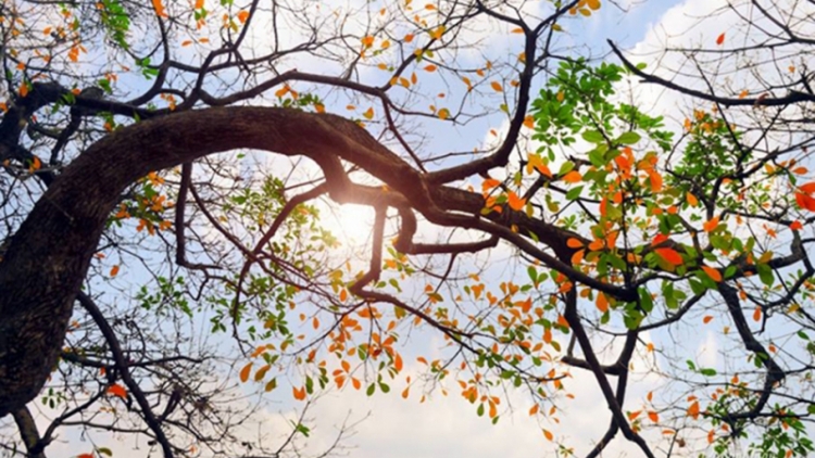 Thời tiết ngày 19/3/2026: Vùng áp thấp phía Tây phát triển, nắng nóng diện rộng tại Nam Bộ