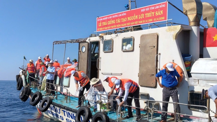 Hơn 1 triệu con giống các loại được thả tại Khu bảo tồn biển Hòn Cau