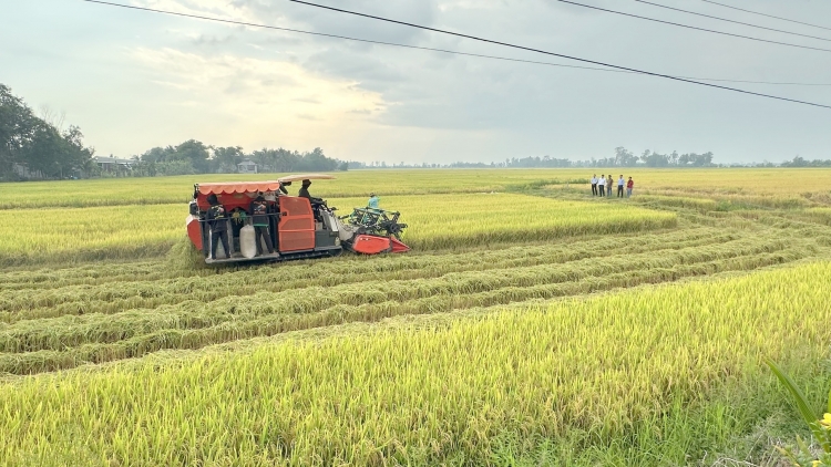 Ổn định đầu ra để nâng giá trị lúa Đông Xuân vùng ĐBSCL 
