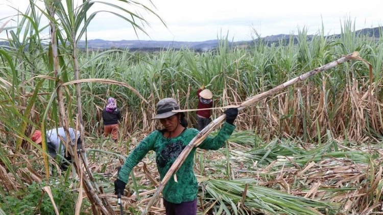 Gia Lai: giá mía ổn định, năng suất tăng nhờ mô hình liên kết ngày càng bền chặt