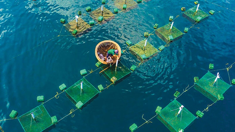  Loạt bài “Gỡ “thẻ vàng” IUU: Hành trình chuyển mình của nghề cá Việt Nam” 