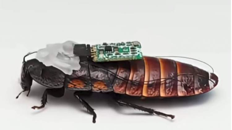 Trung Quốc tạo “gián người máy” dùng trong tìm kiếm cứu hộ