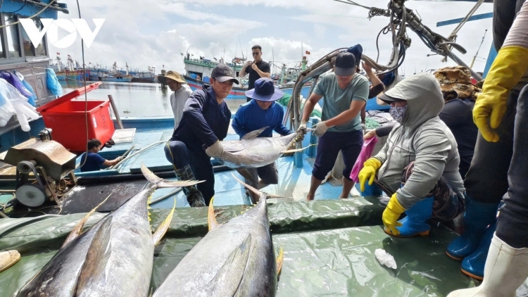Quảng Ngãi: Giá dầu tăng, ngư dân cân đối chi phí tiếp tục vươn khơi