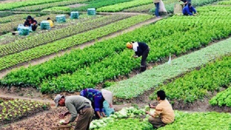 Canh tác thông minh, nông dân thu lợi bền vững 