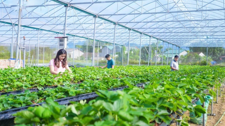 Thúc đẩy vai trò HTX trong chuỗi giá trị nông sản (09+10/05/2026)