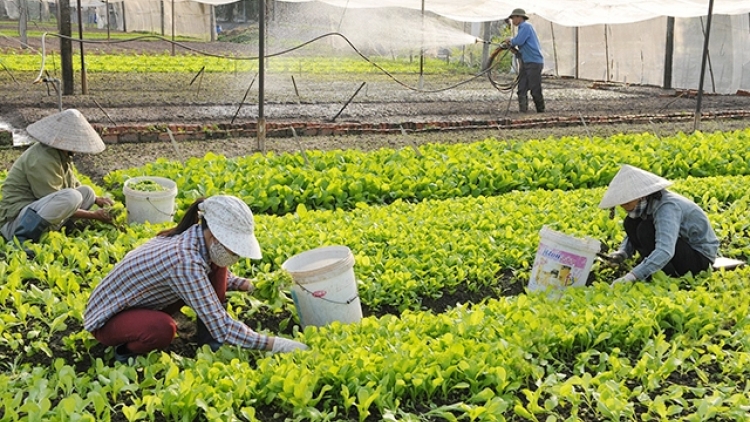 80 năm ngày Hợp tác xã Việt Nam: khẳng định mô hình tất yếu trong nền kinh tế
