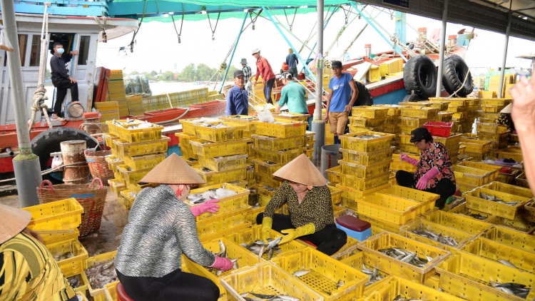 Đồng Tháp số hóa trong quản lý tàu cá để phòng chống vi phạm IUU