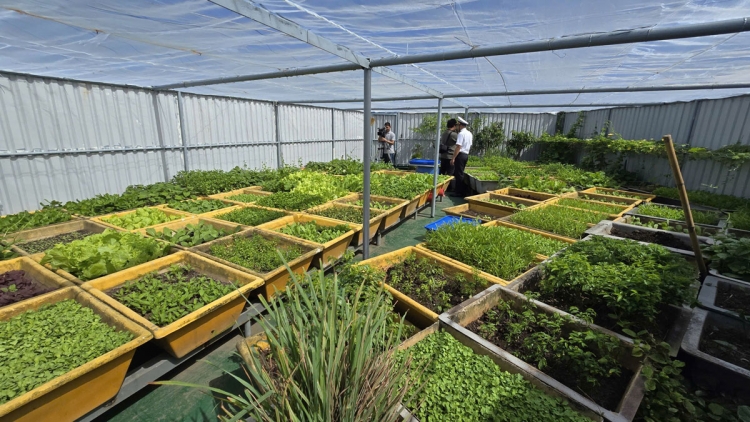 Những "ốc đảo xanh" kiên cường giữa mặn chát biển khơi (04+05/04/2026)